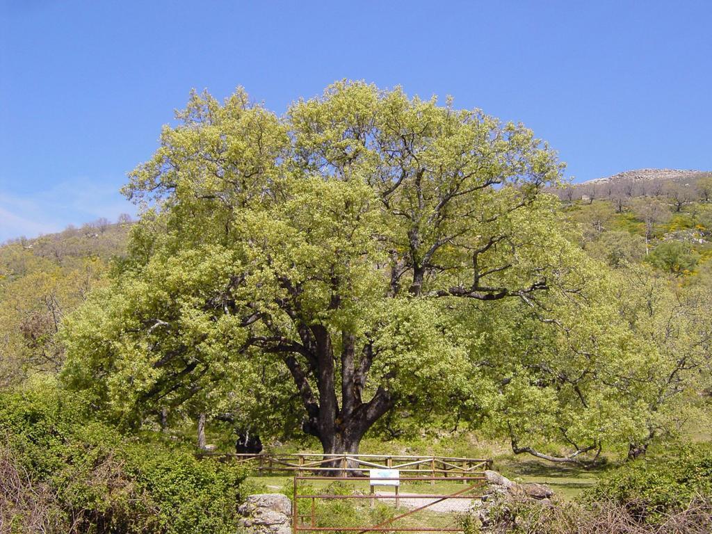 Casa Rural Romanejo Cabezabellosa Exteriér fotografie